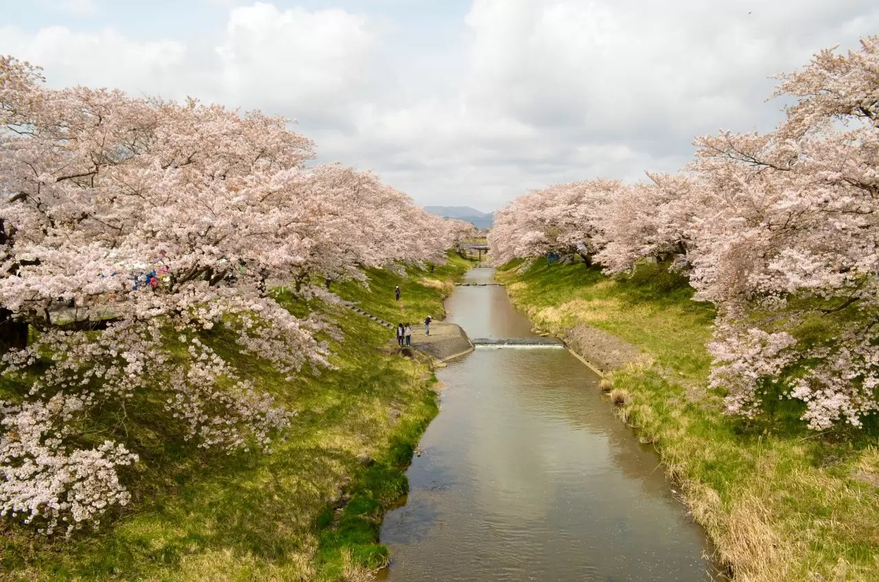 🌸 후지타강 만남의 벚꽃(후지타가와 후레아이자쿠라) 이미지 8